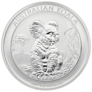 Australian Koala